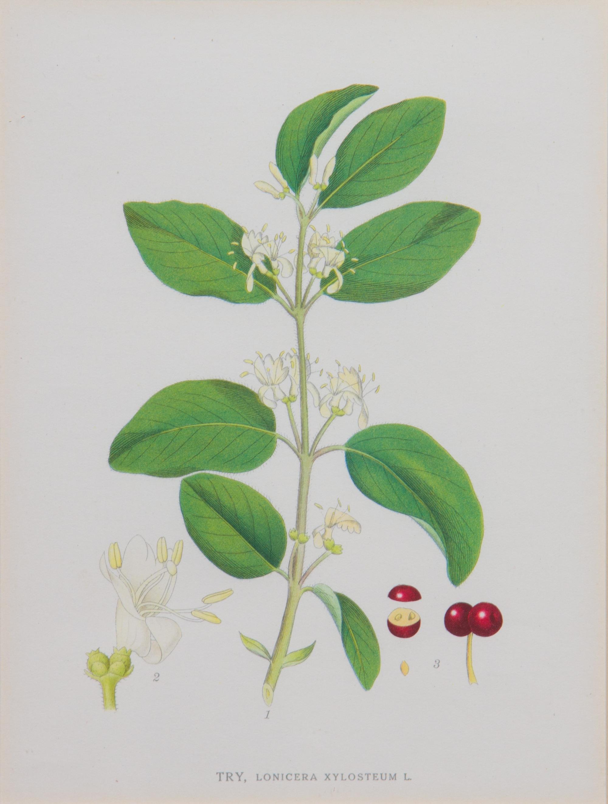A Collection of Handcolored Botanical Engravings Height of largest frame 14 1/4 x width 12 1/4 inches.