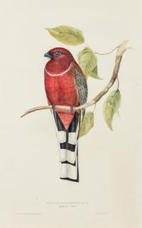GOULD, John (1804-1881)