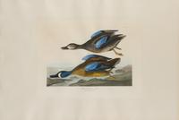 AUDUBON, John James (1785-1851)