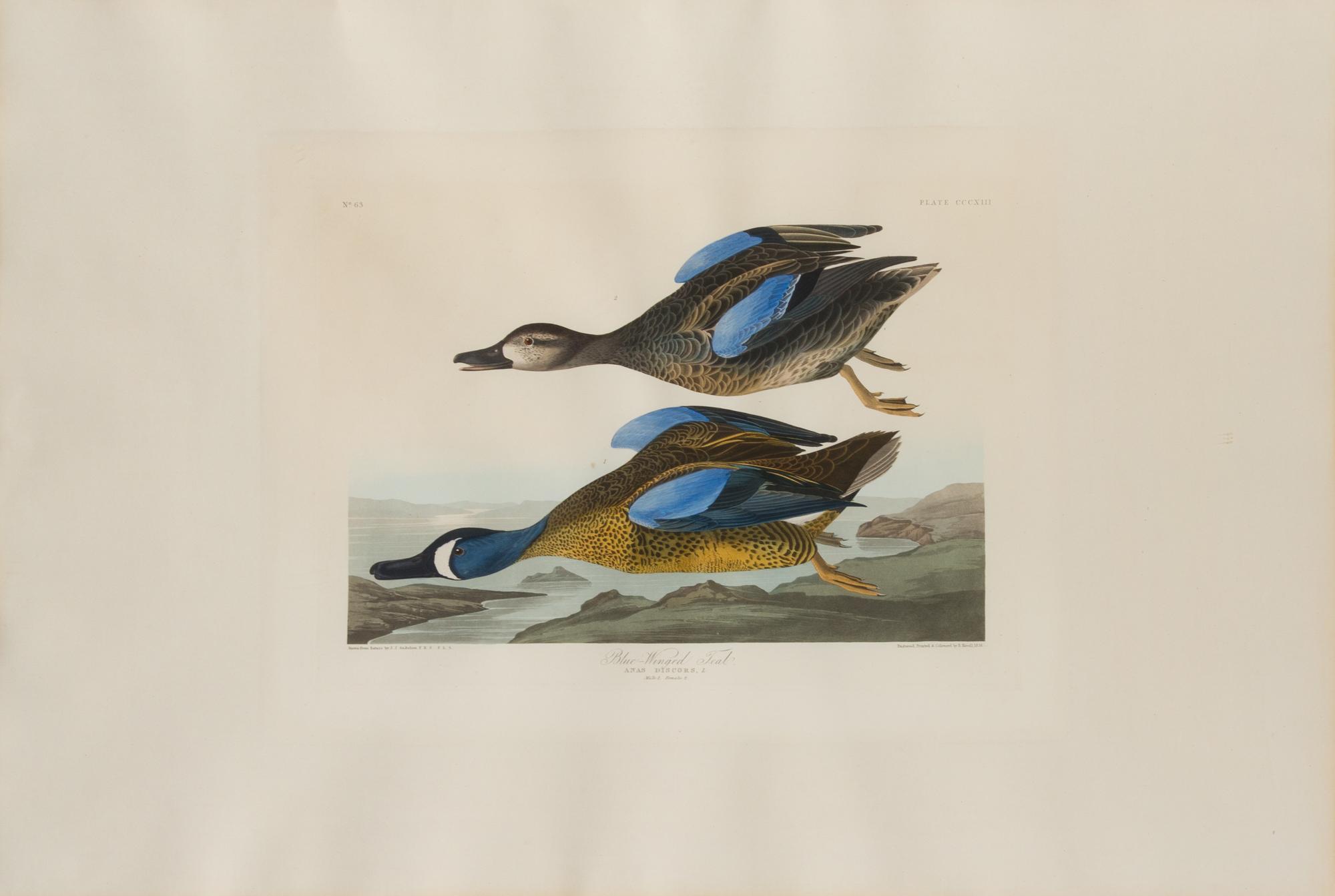 AUDUBON, John James (1785-1851)