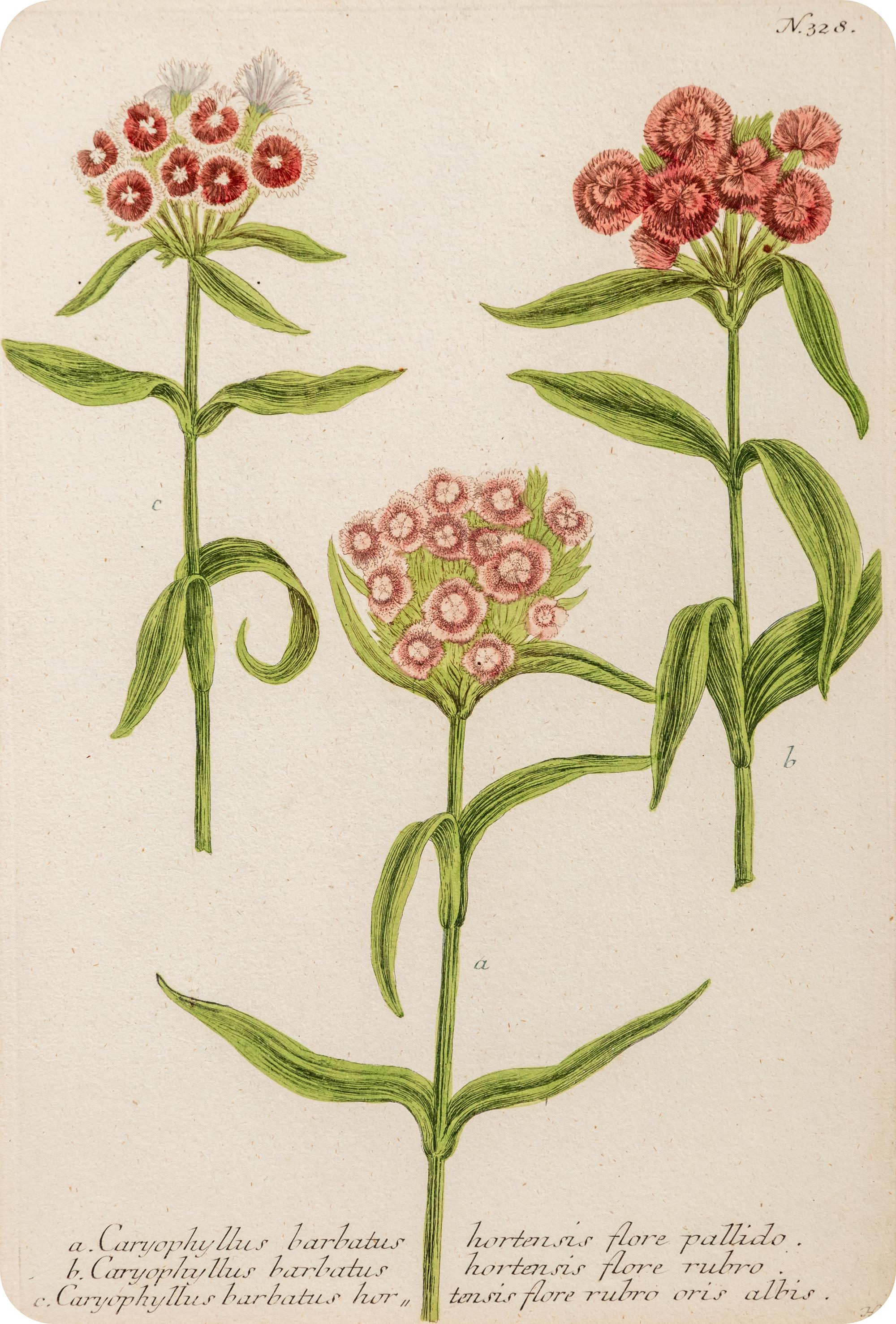 A Set of Six Hand-Colored Botanical Engravings