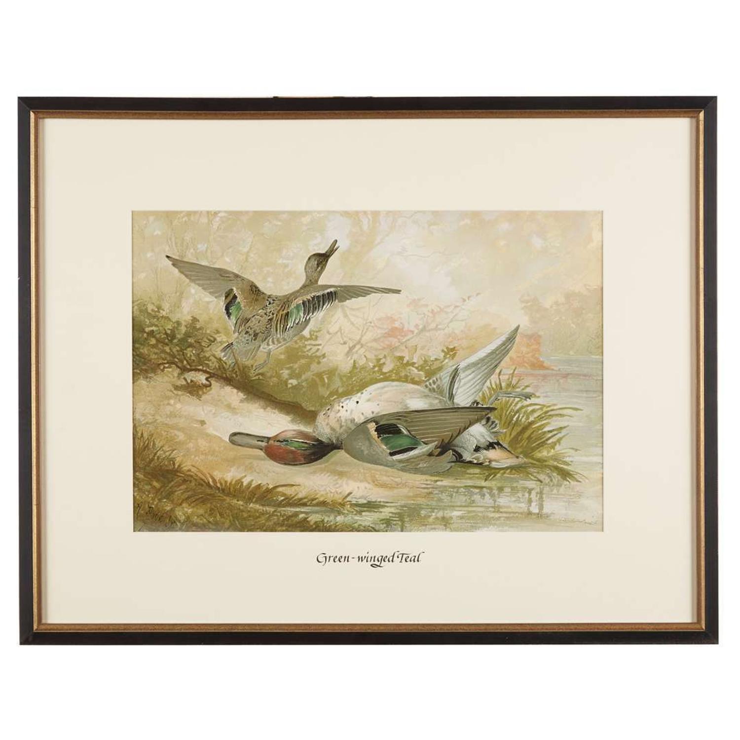ALEXANDER POPE JUNIOR (AMERICAN 1849-1924) "BLACK DUCK" FROM UPLAND GAME BIRDS AND WATERFOWL OF THE UNITED STATES