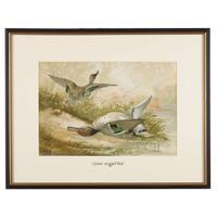 ALEXANDER POPE JUNIOR (AMERICAN 1849-1924) "BLACK DUCK" FROM UPLAND GAME BIRDS AND WATERFOWL OF THE UNITED STATES