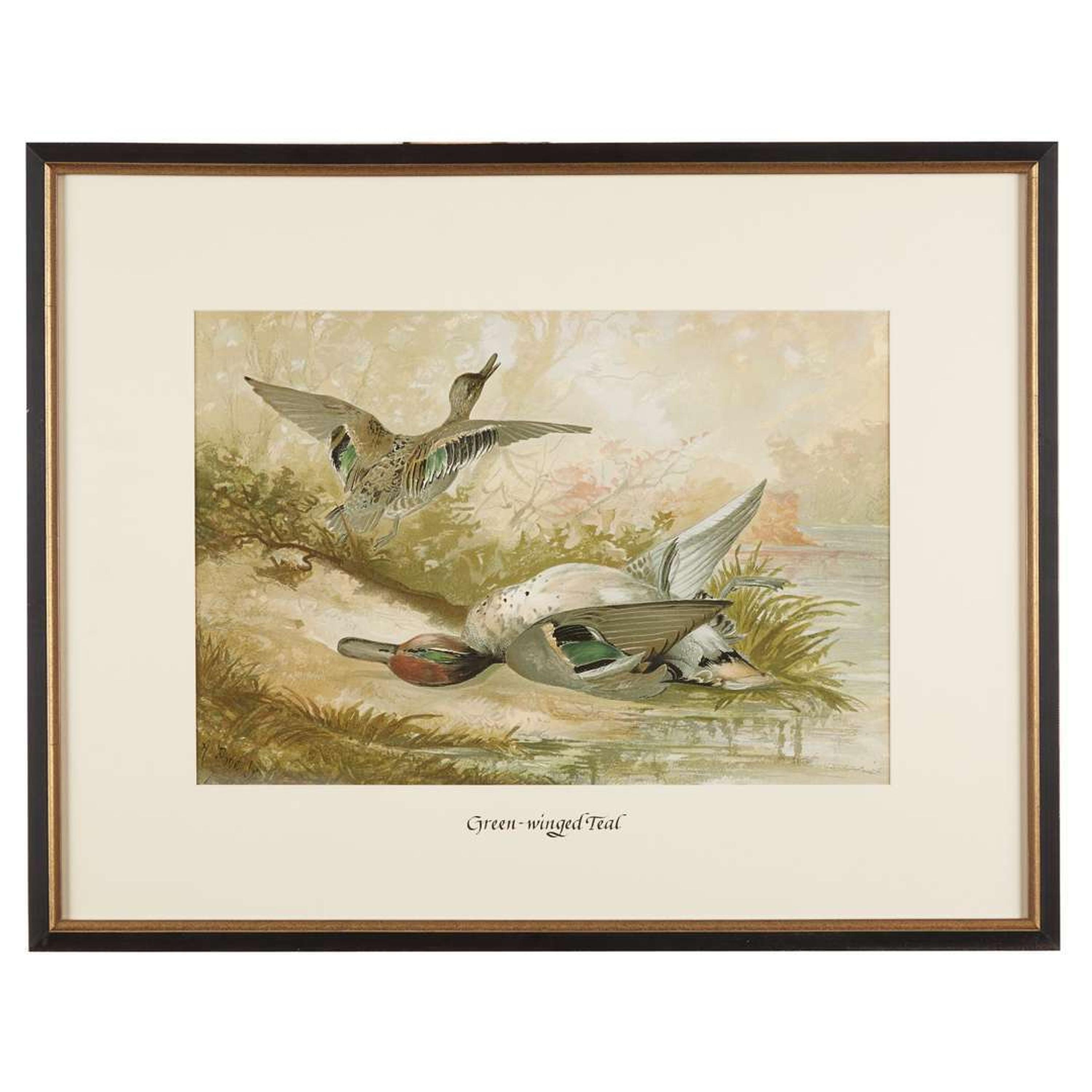 ALEXANDER POPE JUNIOR (AMERICAN 1849-1924) "BLACK DUCK" FROM UPLAND GAME BIRDS AND WATERFOWL OF THE UNITED STATES