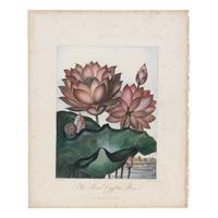 [Natural History] Thornton, Robert John. Group of 18 botanical plates from the 1812 quarto edition of "Temple of Flora"