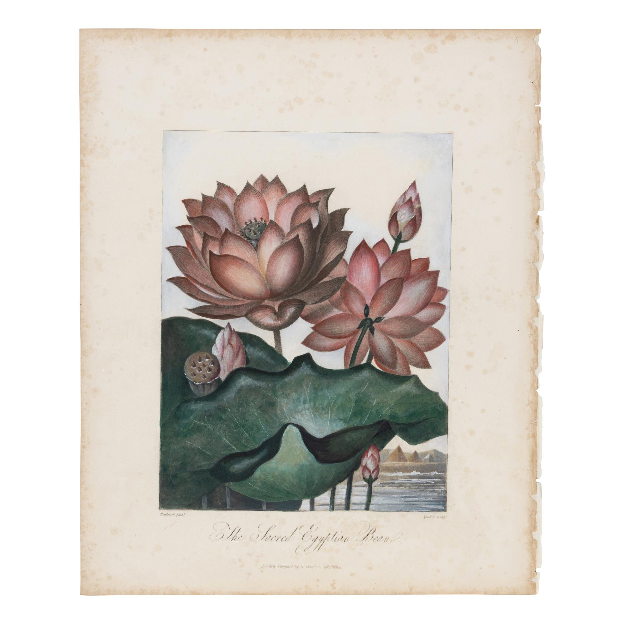 [Natural History] Thornton, Robert John. Group of 18 botanical plates from the 1812 quarto edition of "Temple of Flora"