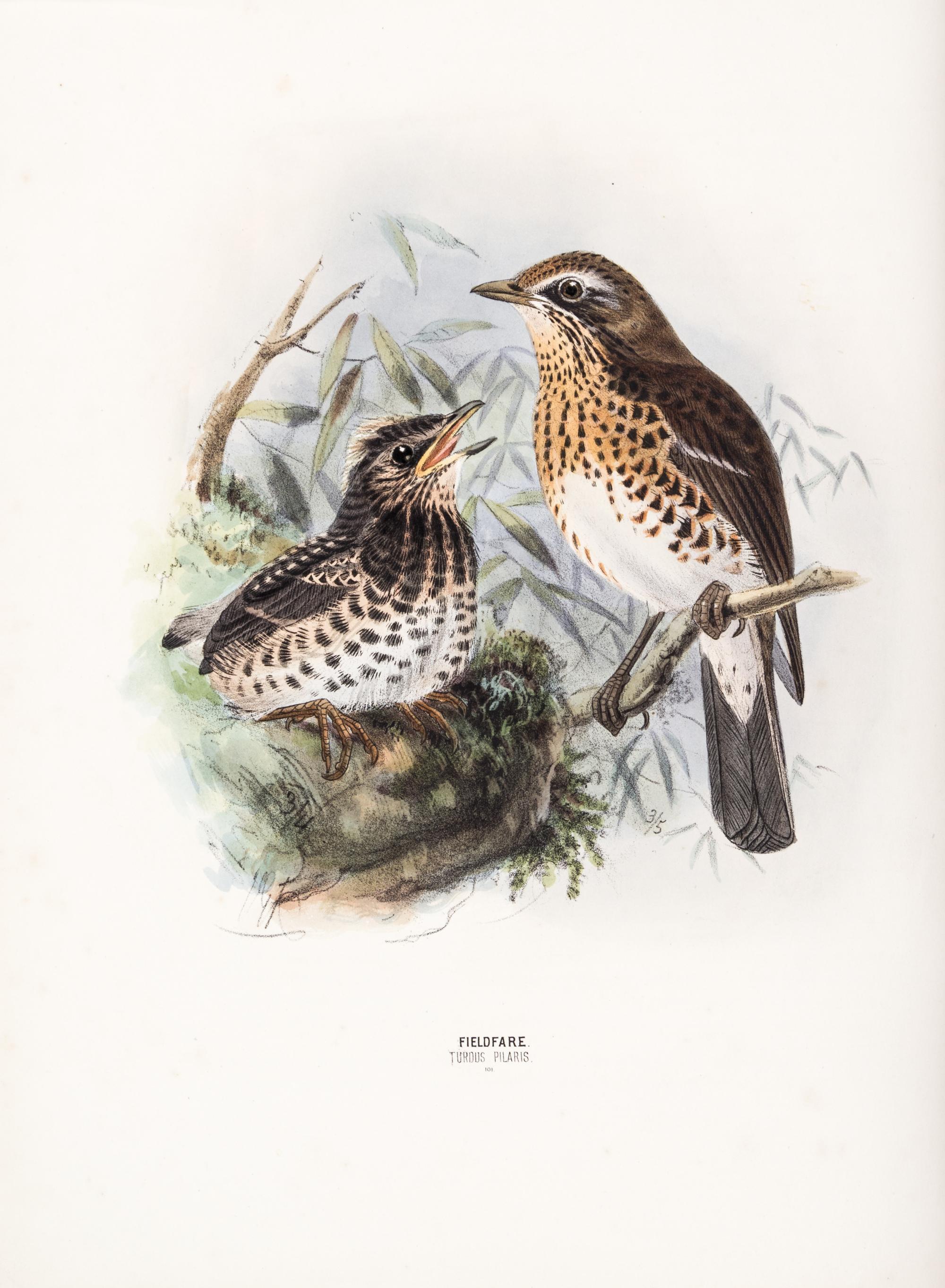 DRESSER, HENRY EELES. A History of the Birds of Europe. London, 1871-1896. Vols. 2-3 (of 9) only.