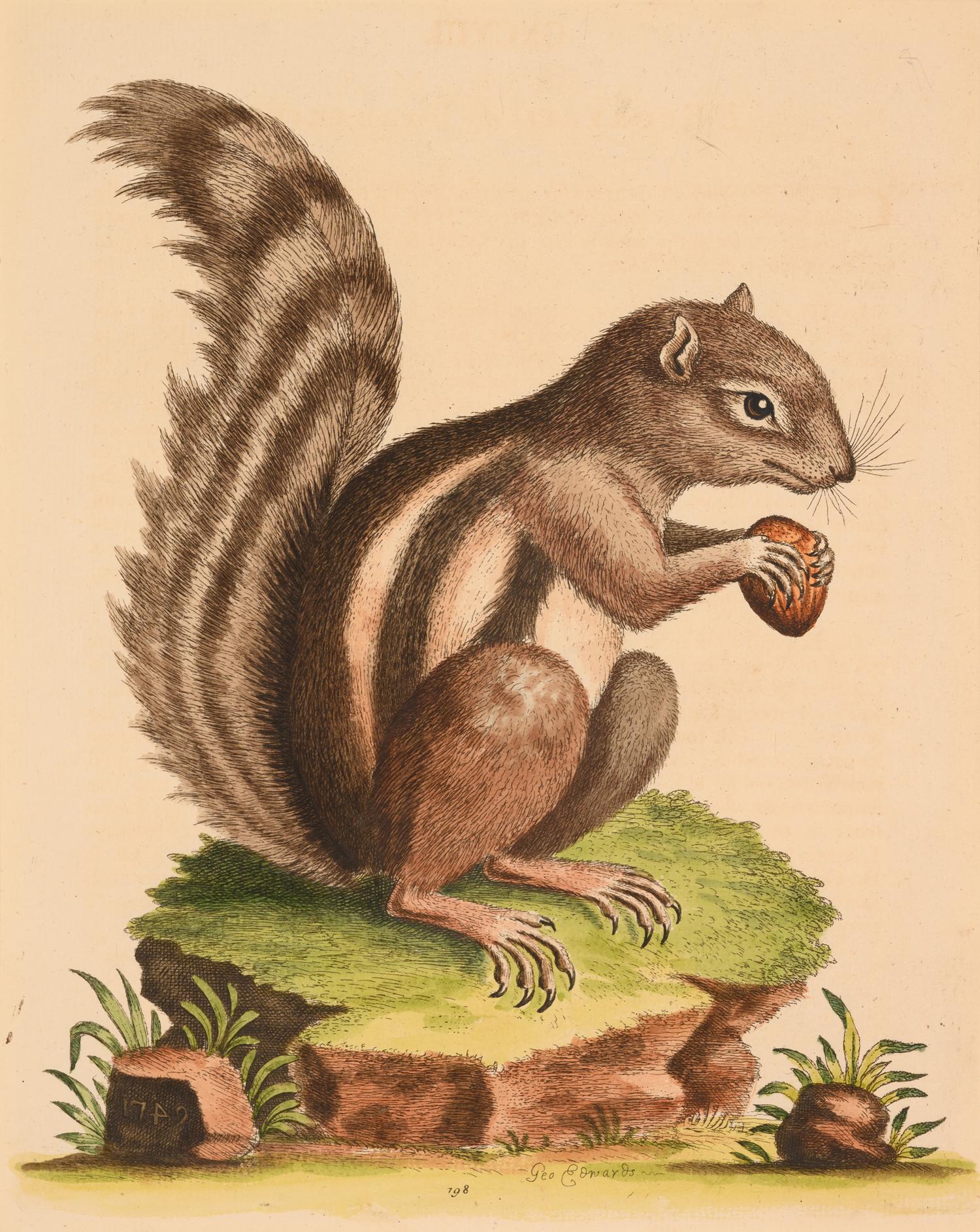 Seven English Hand-Colored Engravings After George Edwards (English, 1694-1773)