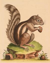 Seven English Hand-Colored Engravings After George Edwards (English, 1694-1773)