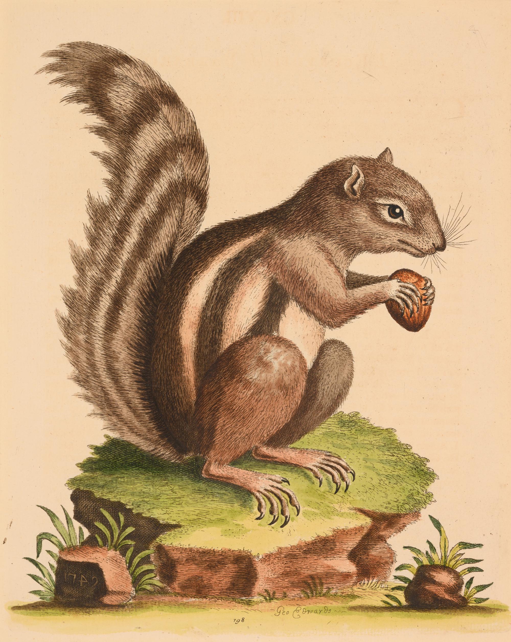 Seven English Hand-Colored Engravings After George Edwards (English, 1694-1773)