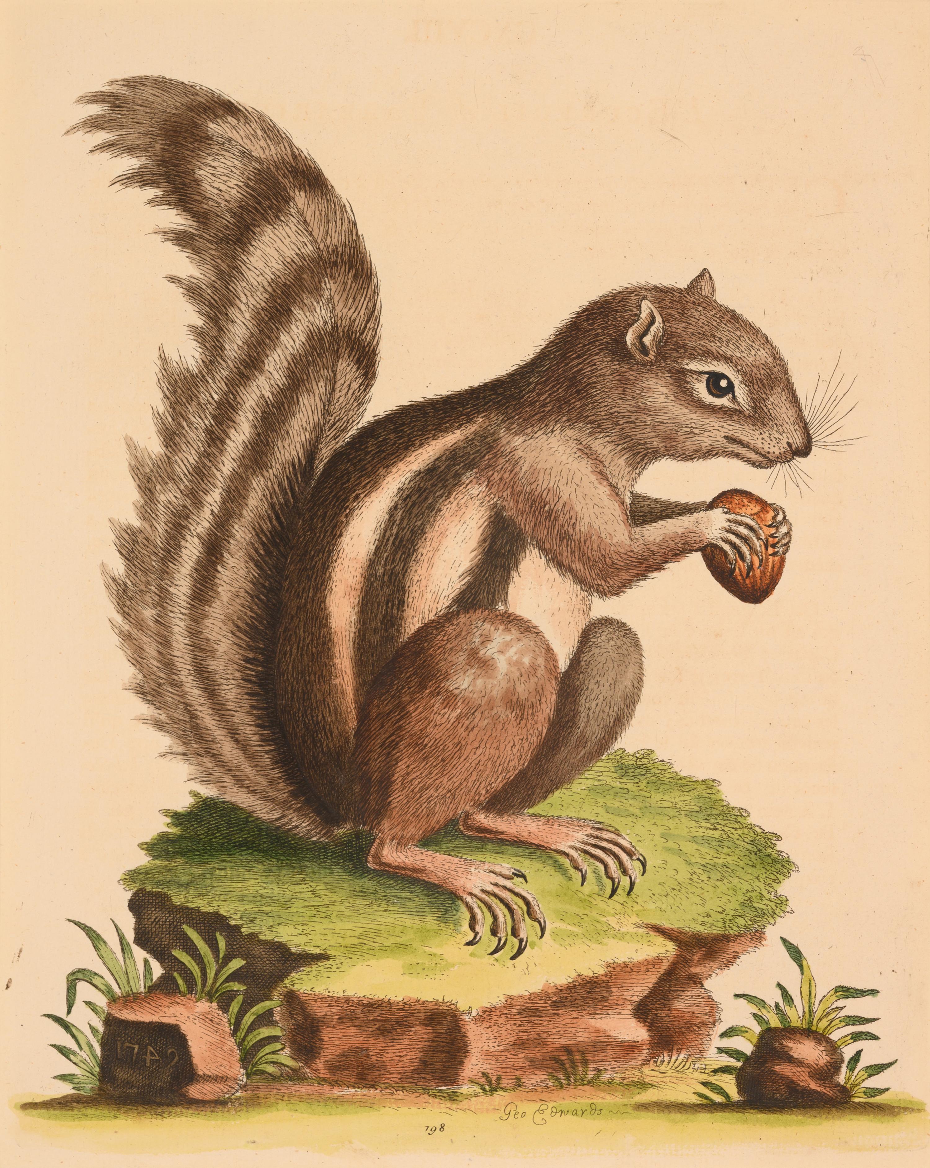 Seven English Hand-Colored Engravings After George Edwards (English, 1694-1773)