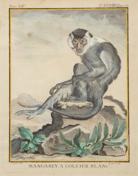 Four Framed Copper Plate Engravings from Le Comte de Buffon, Quadrupeds from Histoire Naturelle