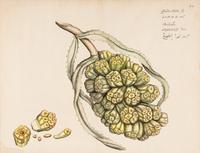 Hendrik Adriaan van Rheede tot Drakenstein, publisher (Dutch, active ca 1678-1693). 6 engraved plates from Hortus Indicus Malabaricus . [Amsterdam, ca 1686].