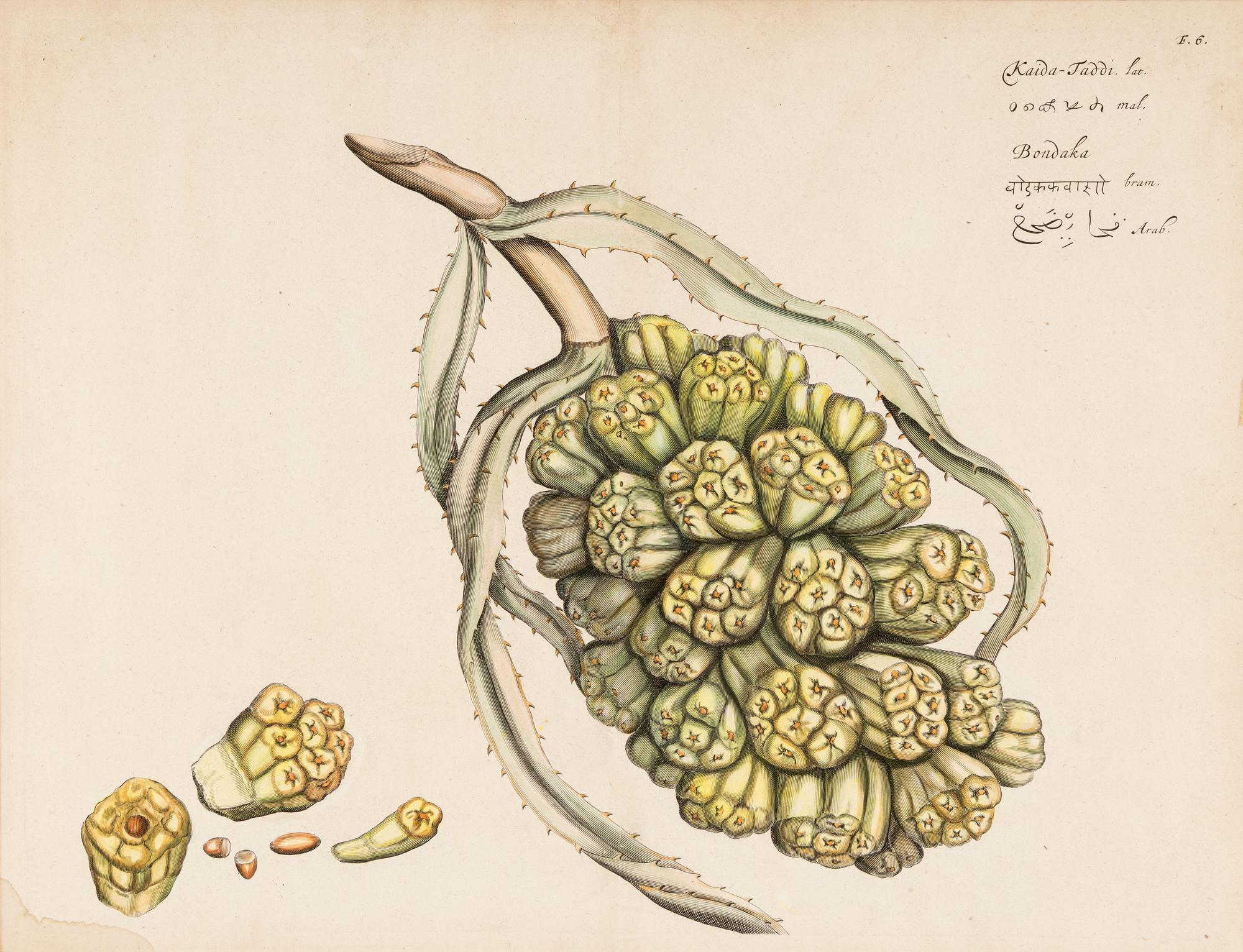 Hendrik Adriaan van Rheede tot Drakenstein, publisher (Dutch, active ca 1678-1693). 6 engraved plates from Hortus Indicus Malabaricus . [Amsterdam, ca 1686].