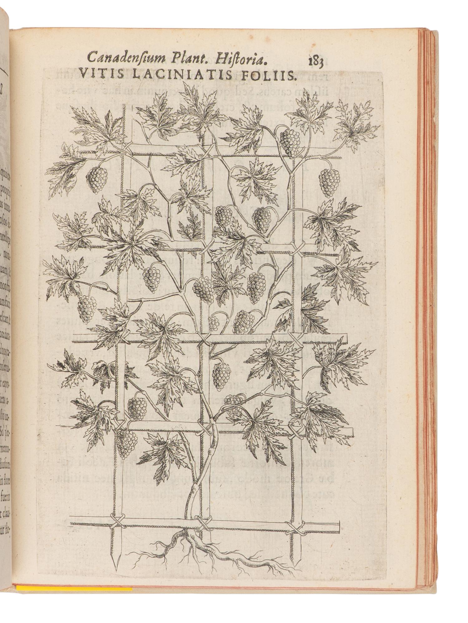 CORNUT, Jacques-Philippe (1606-1651). Canadensium Plantarum Historia Enchiridion Botanicum . Paris: Simonem Le Moyne, 1635.