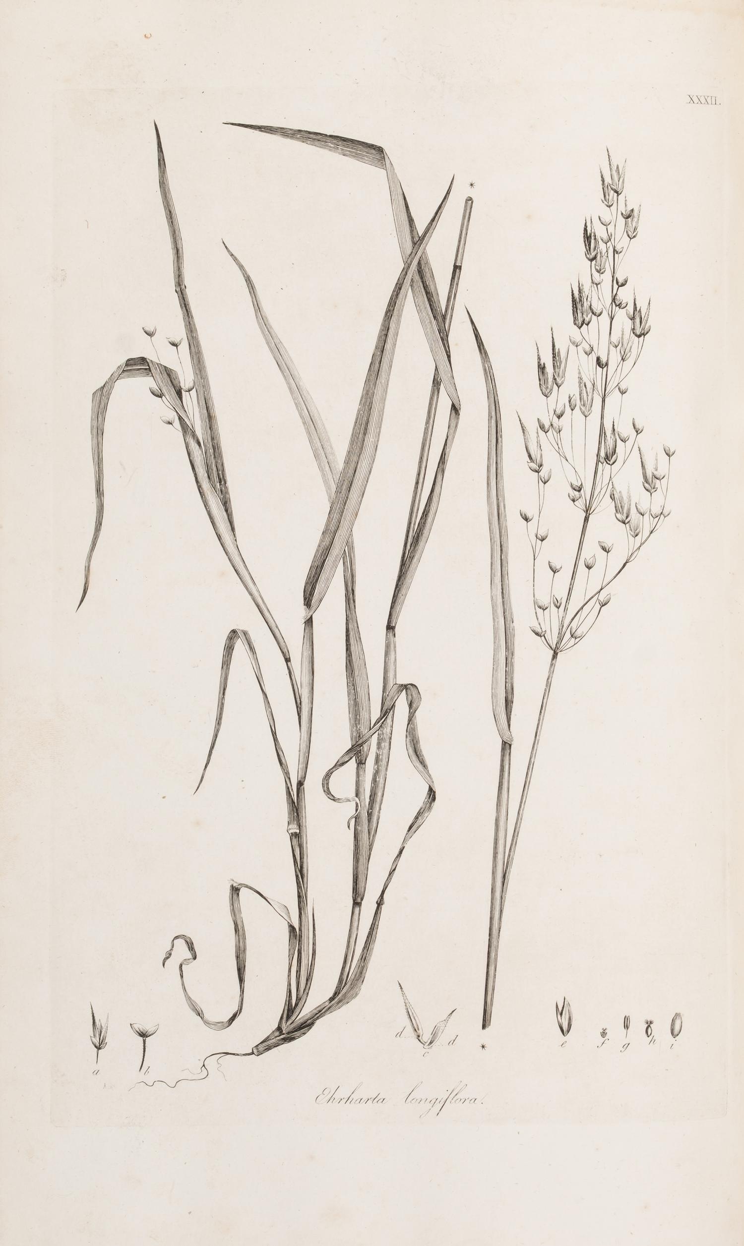 [Natural History] Smith, Sir James Edward. Plantarum Icones Hactenus Ineditae