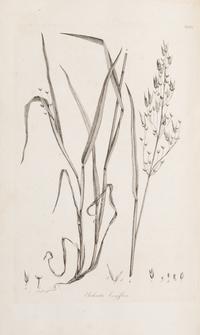 [Natural History] Smith, Sir James Edward. Plantarum Icones Hactenus Ineditae
