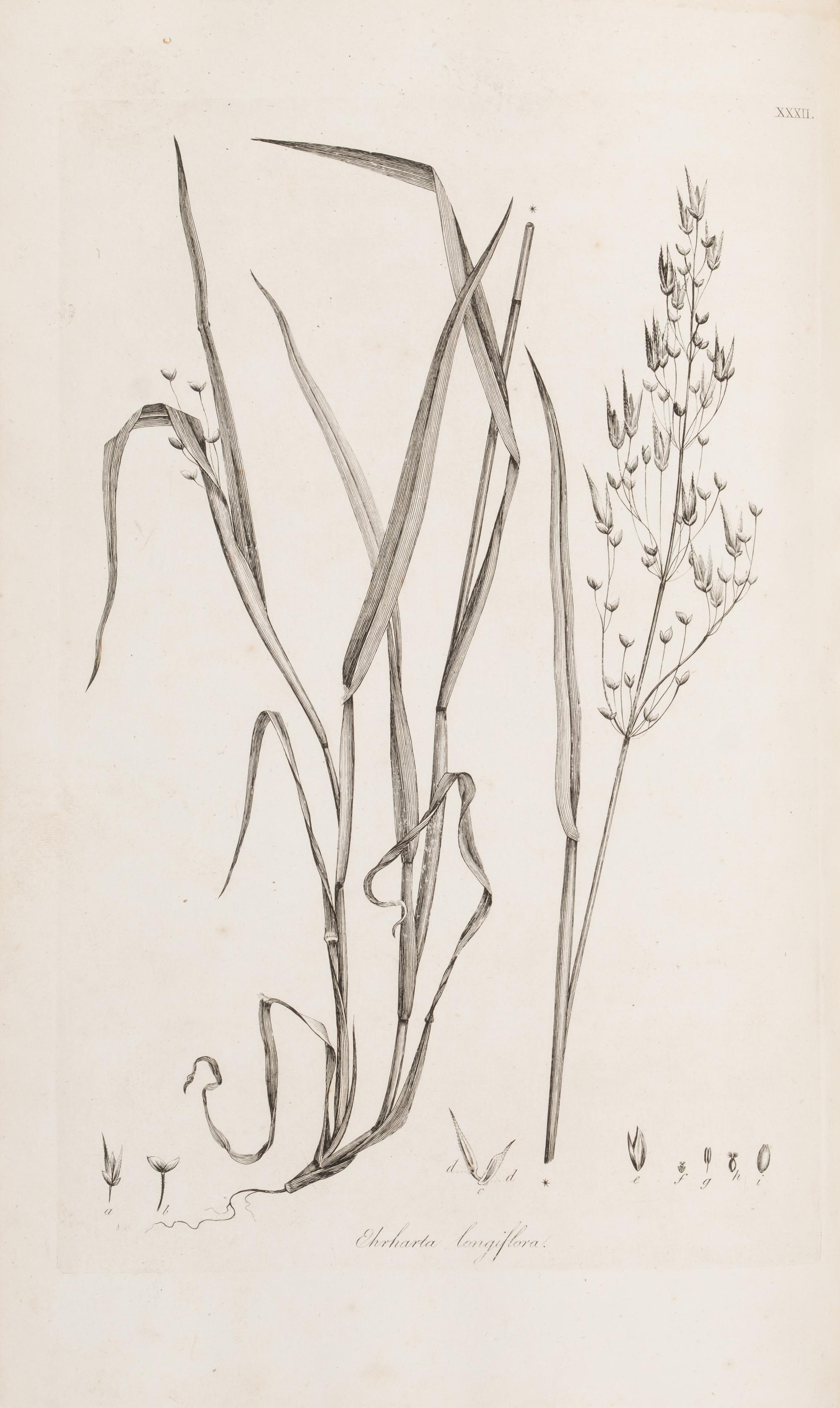 [Natural History] Smith, Sir James Edward. Plantarum Icones Hactenus Ineditae