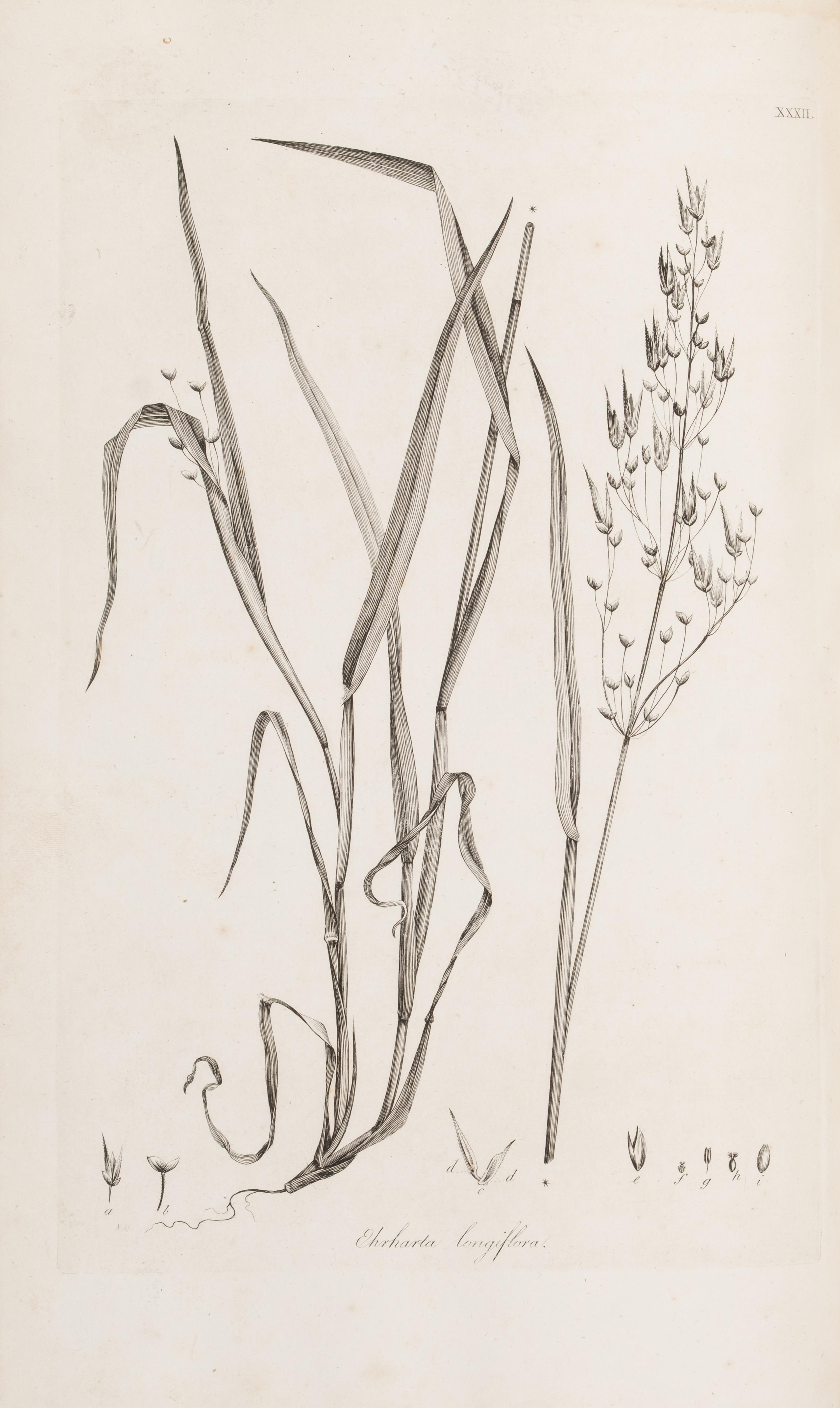 [Natural History] Smith, Sir James Edward. Plantarum Icones Hactenus Ineditae