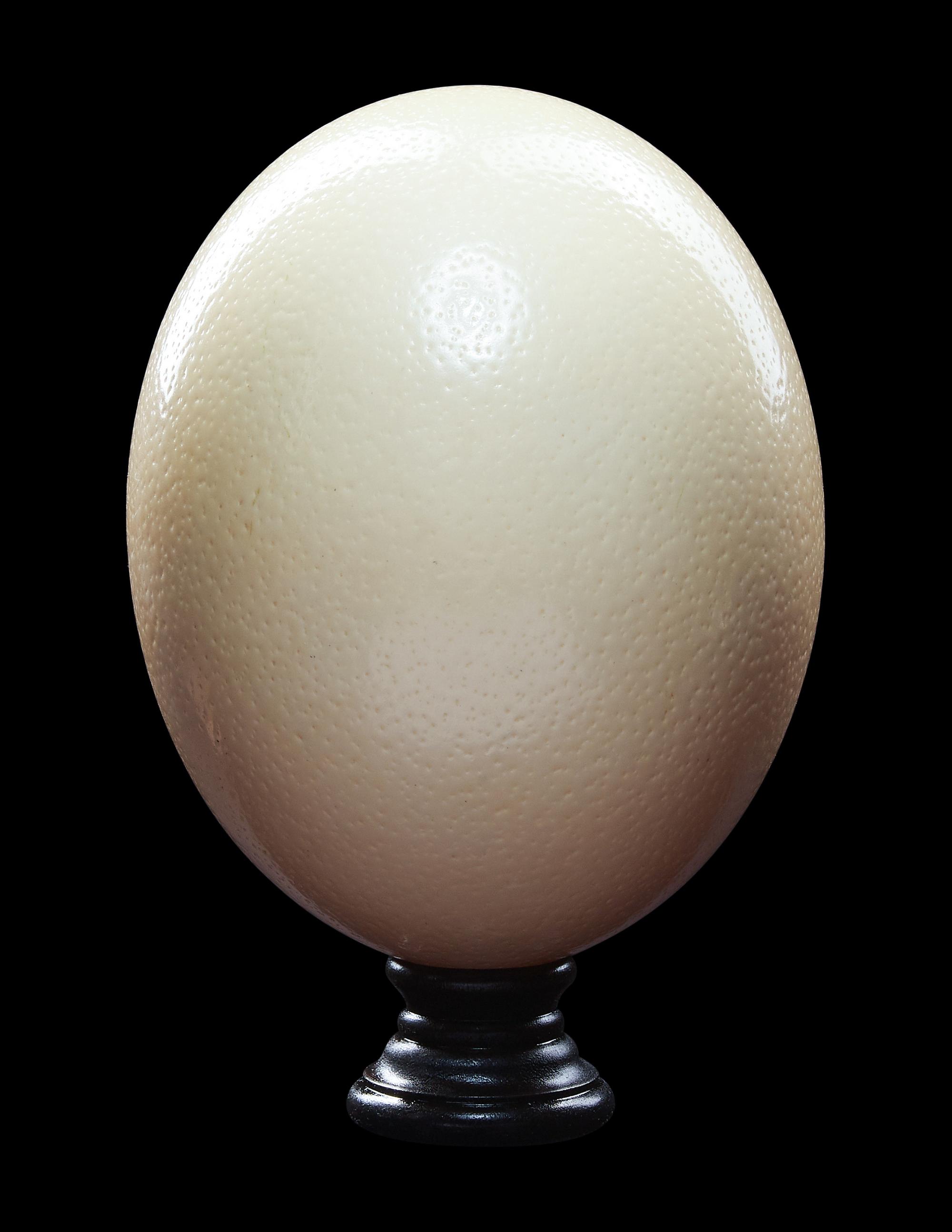 A Large Ostrich Egg (Struthio camelus)