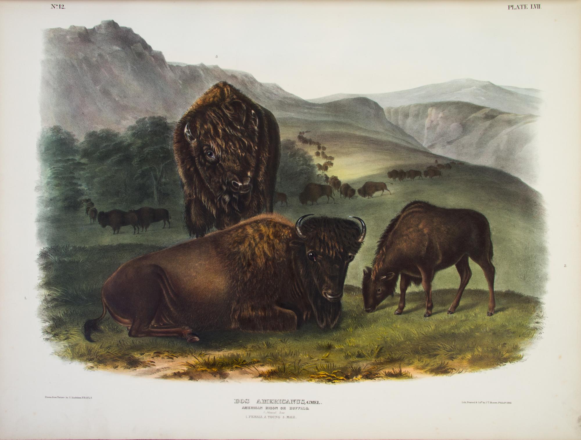 AUDUBON, JOHN JAMES, AND JOHN BACHMAN. The Viviparous Quadrupeds of North America. New York, 1845-1848. 3 vols. First edition.