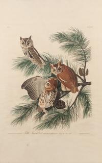 AUDUBON, John James (1785-1851).
