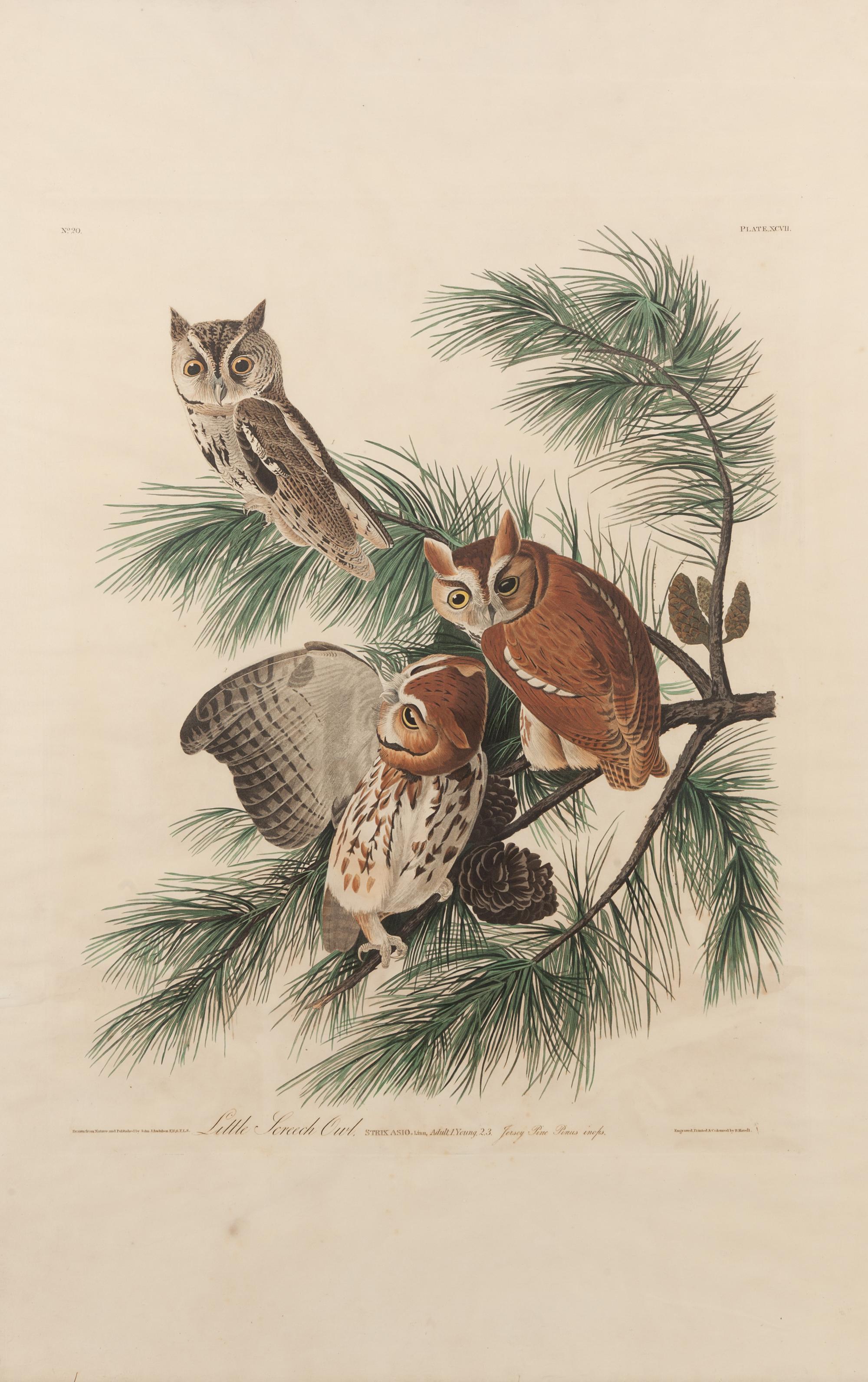 AUDUBON, John James (1785-1851).