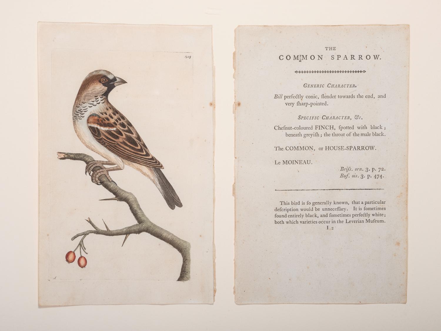 Eight Framed Avian Prints