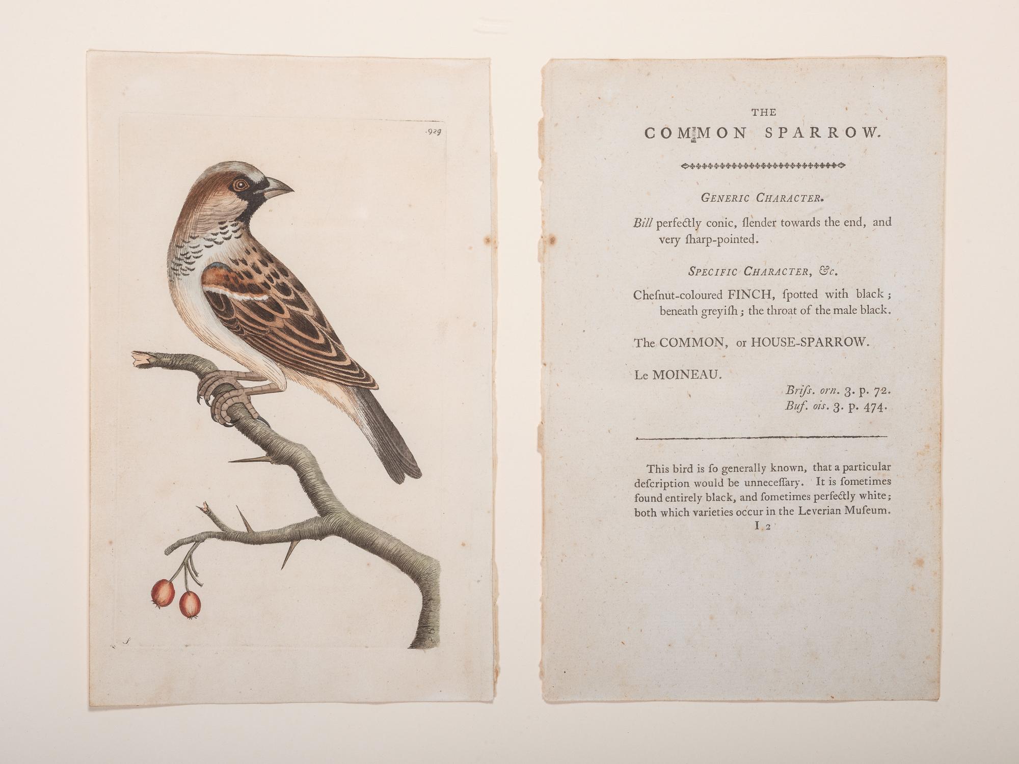 Eight Framed Avian Prints