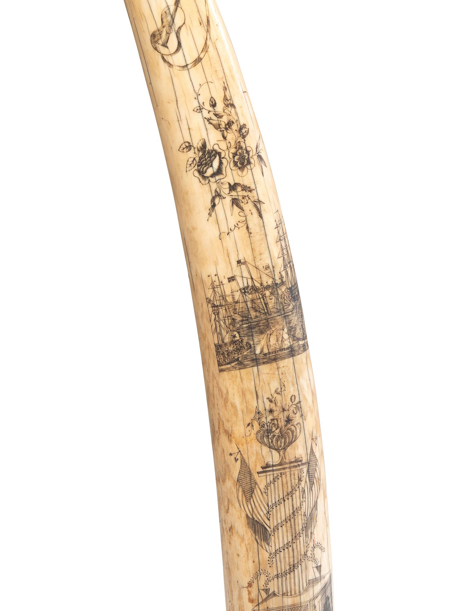 A Scrimshaw Walrus Tusk