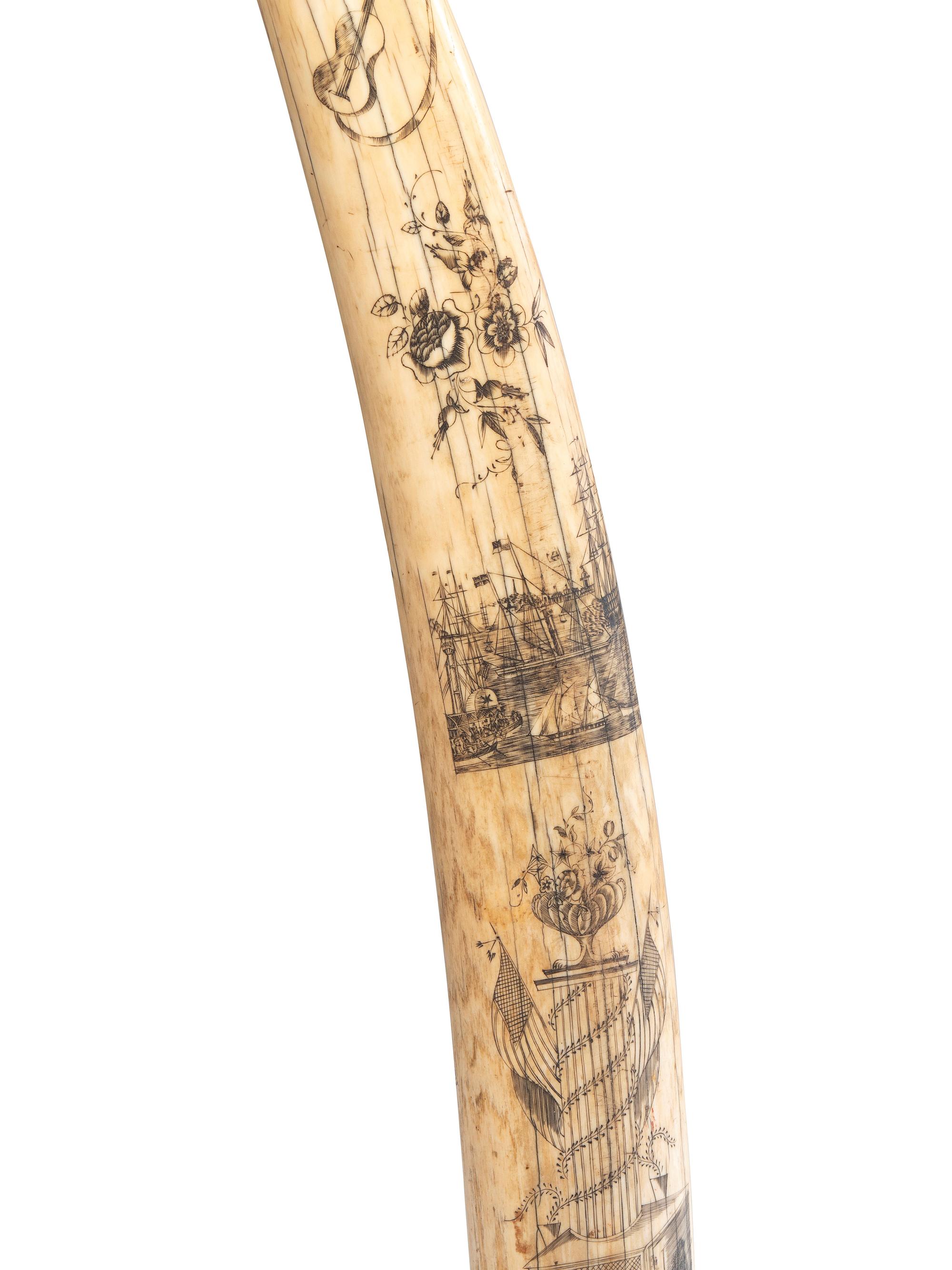 A Scrimshaw Walrus Tusk