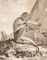 A Collection of Twelve Georges-Louis Leclerc Monkey Engravings from Histoire Naturelle