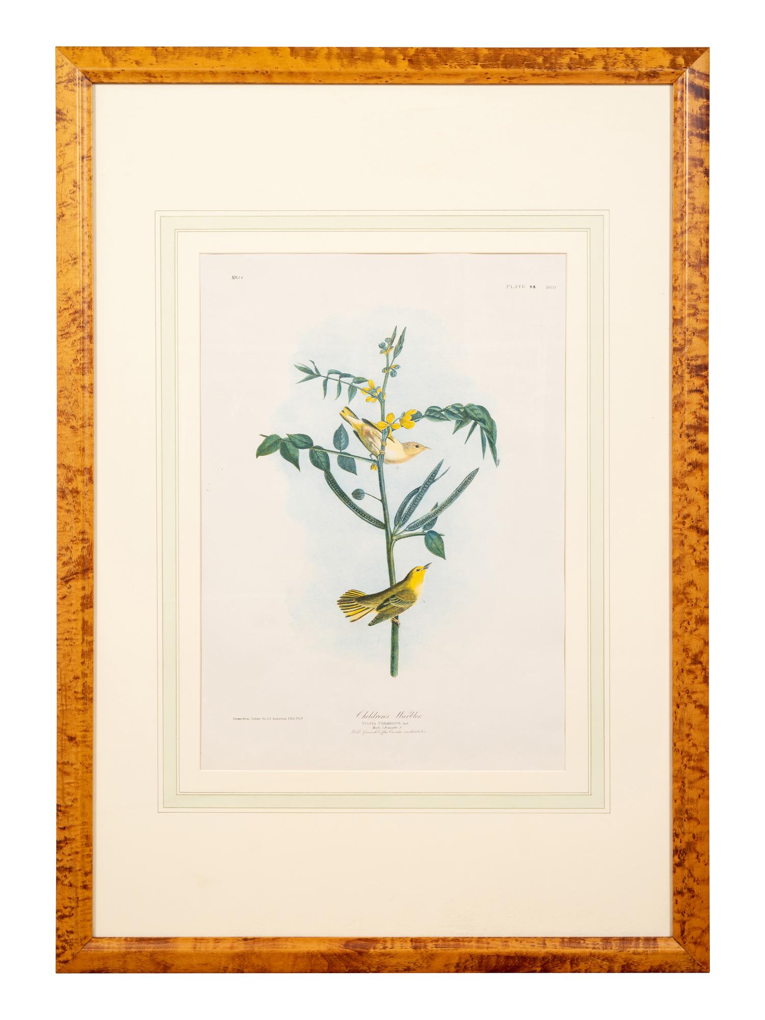 AUDUBON, John James (1785-1851).