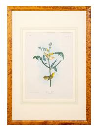 AUDUBON, John James (1785-1851).