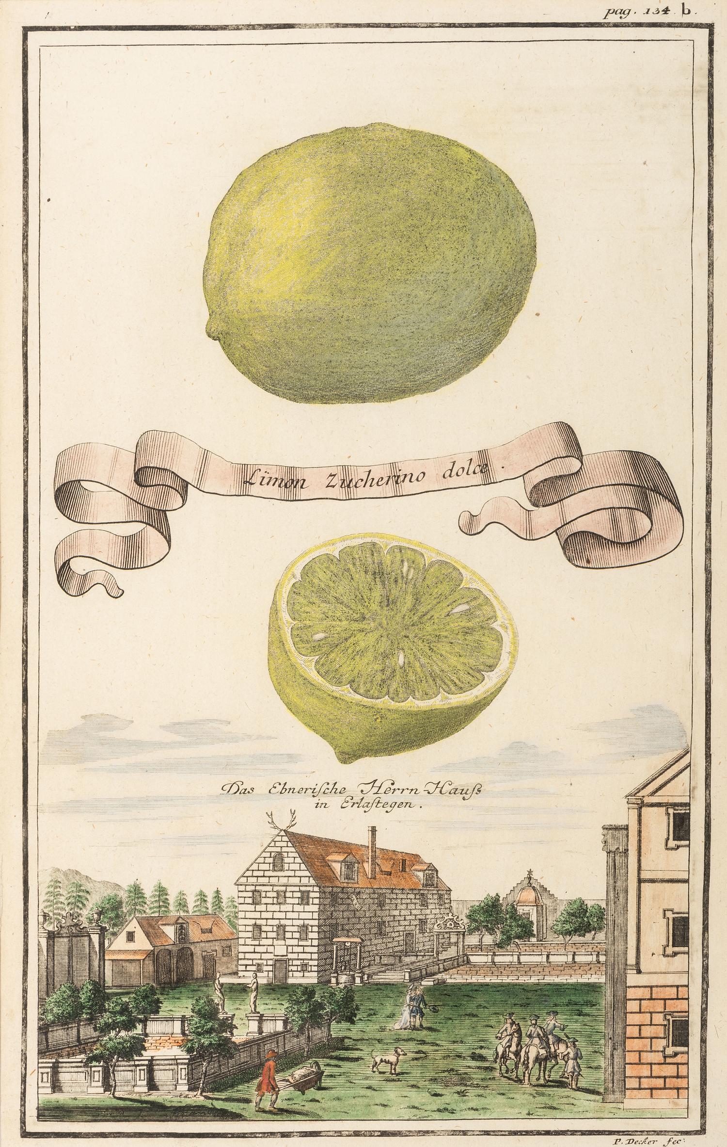 Six Hand-Colored Citrus Fruit Engravings