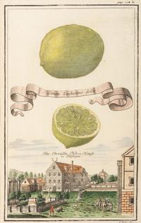 Six Hand-Colored Citrus Fruit Engravings