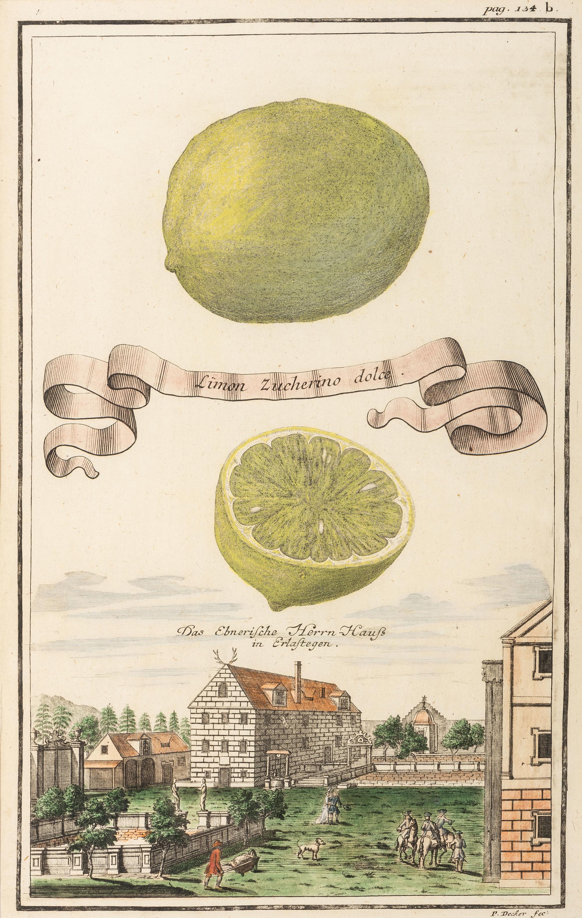 Six Hand-Colored Citrus Fruit Engravings