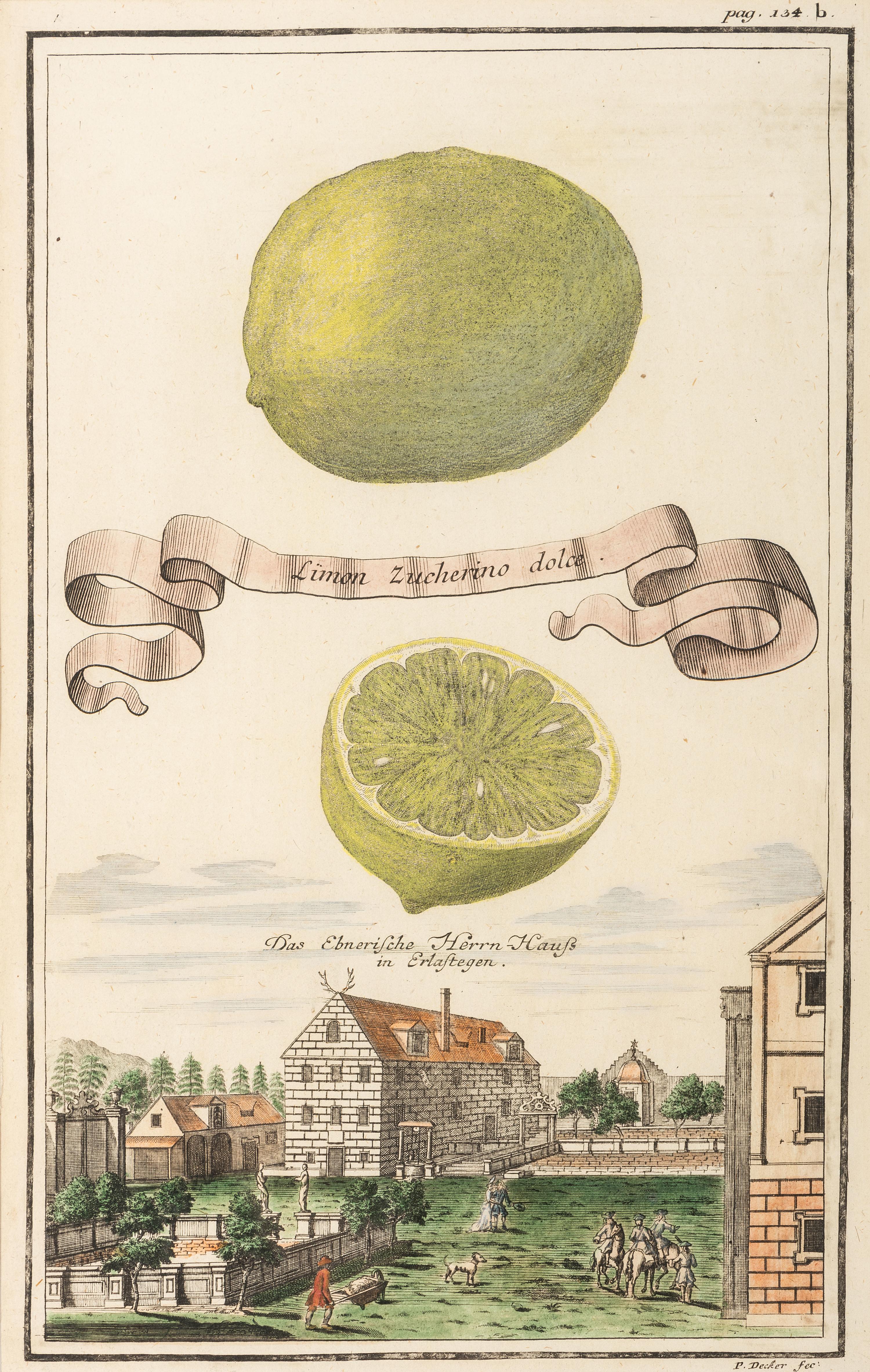 Six Hand-Colored Citrus Fruit Engravings
