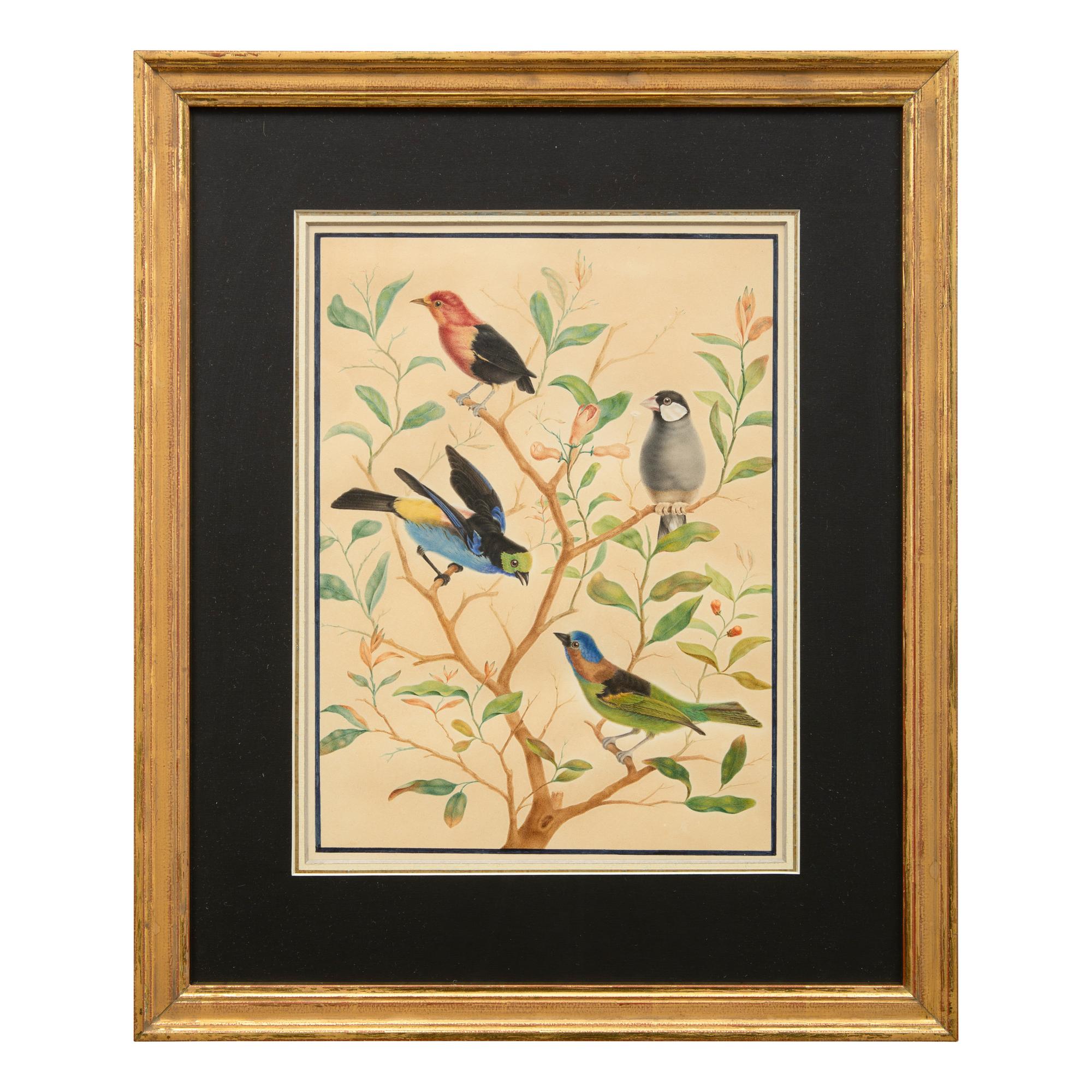A Group of Three Framed Gouache Illustrations of Birds