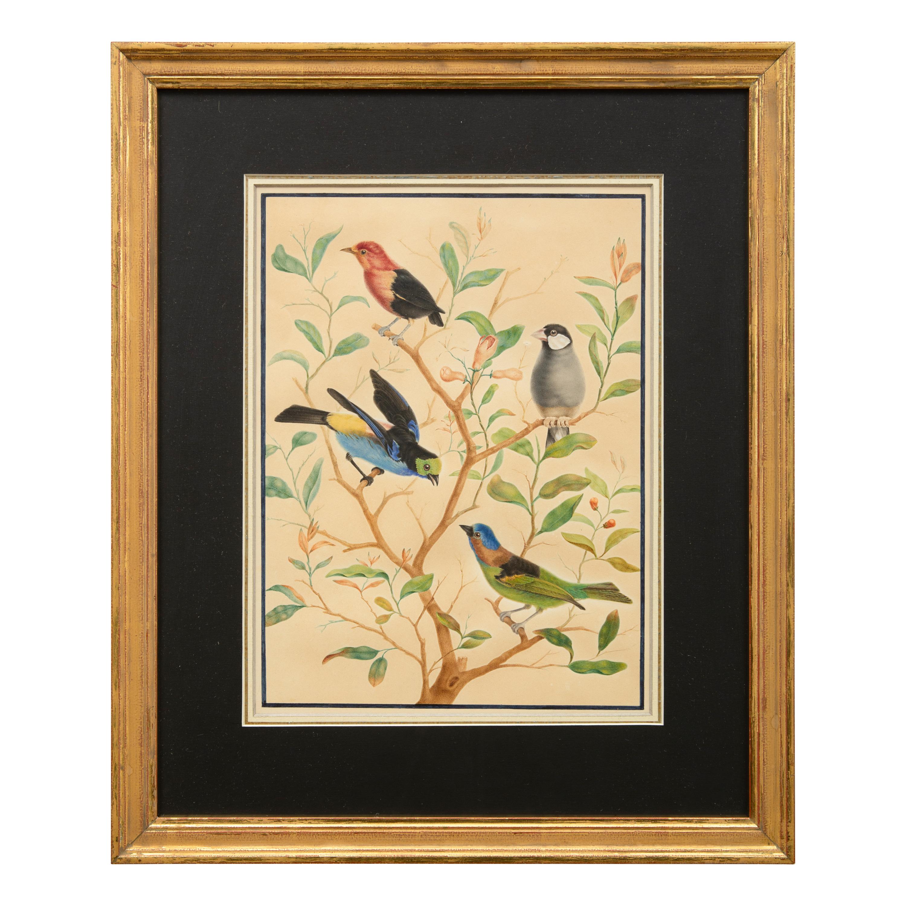 A Group of Three Framed Gouache Illustrations of Birds