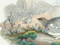 GOULD, John (1804-1881), after [Ptarmigan] Lagopus Mutus, Autumn Plumage