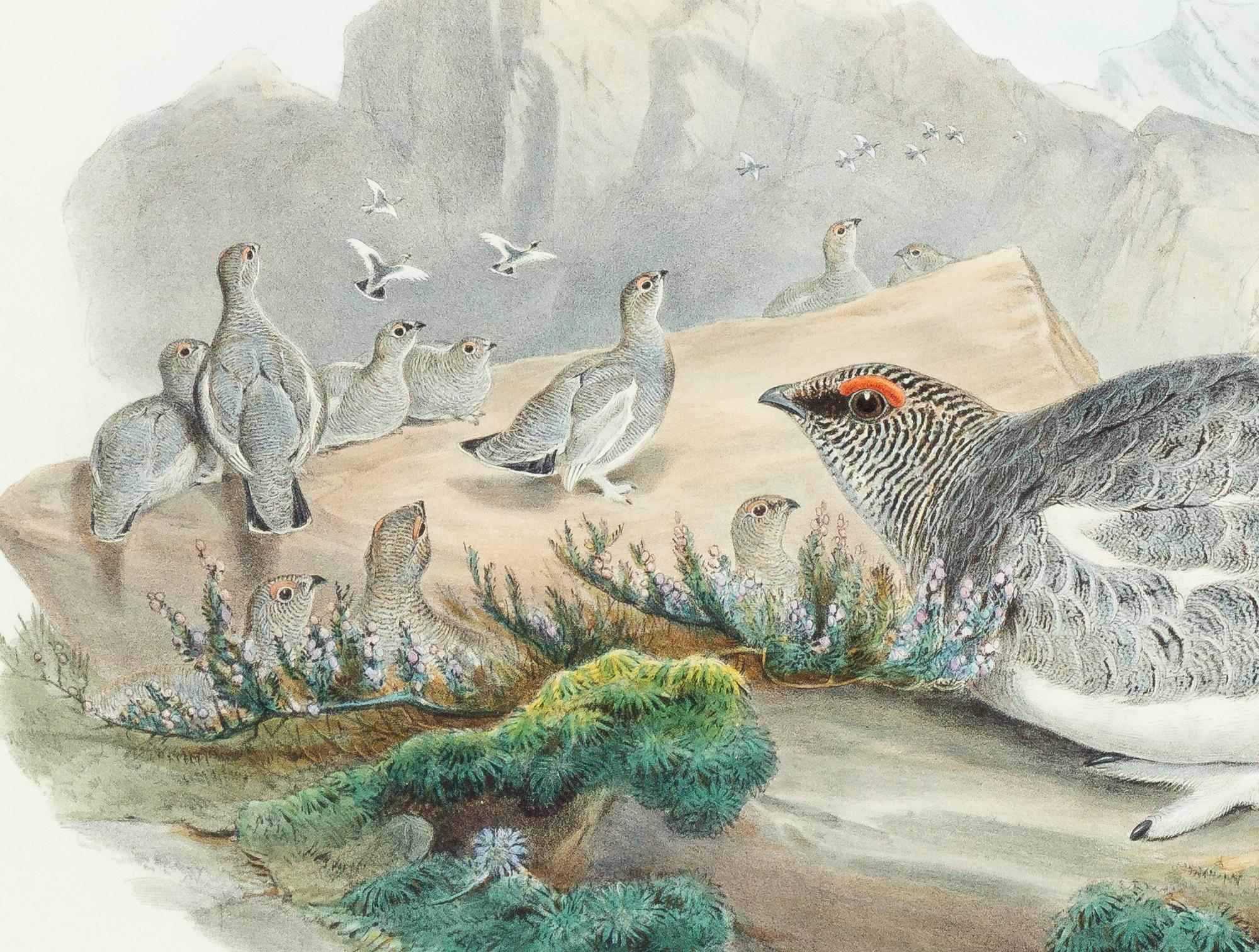 GOULD, John (1804-1881), after [Ptarmigan] Lagopus Mutus, Autumn Plumage