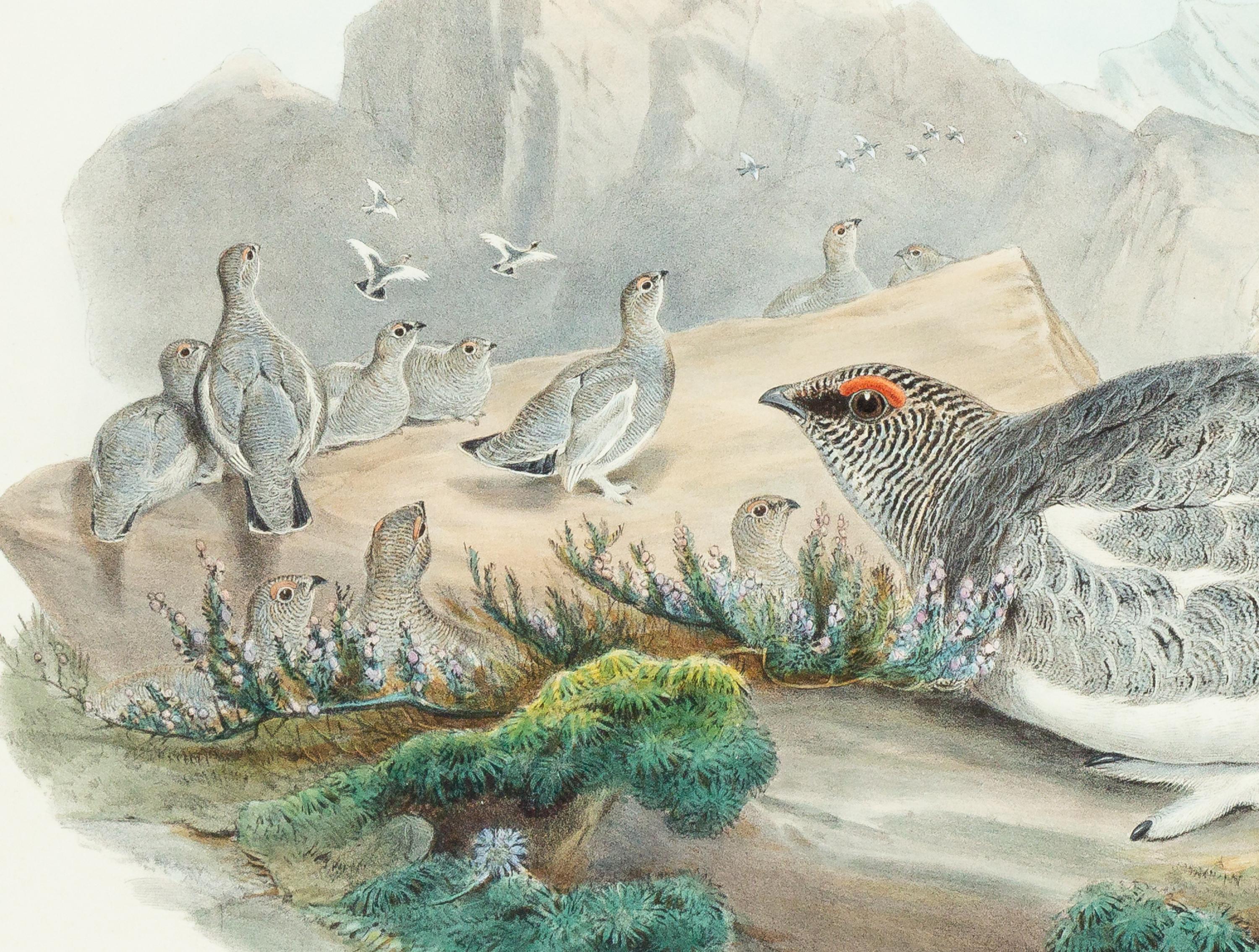 GOULD, John (1804-1881), after [Ptarmigan] Lagopus Mutus, Autumn Plumage