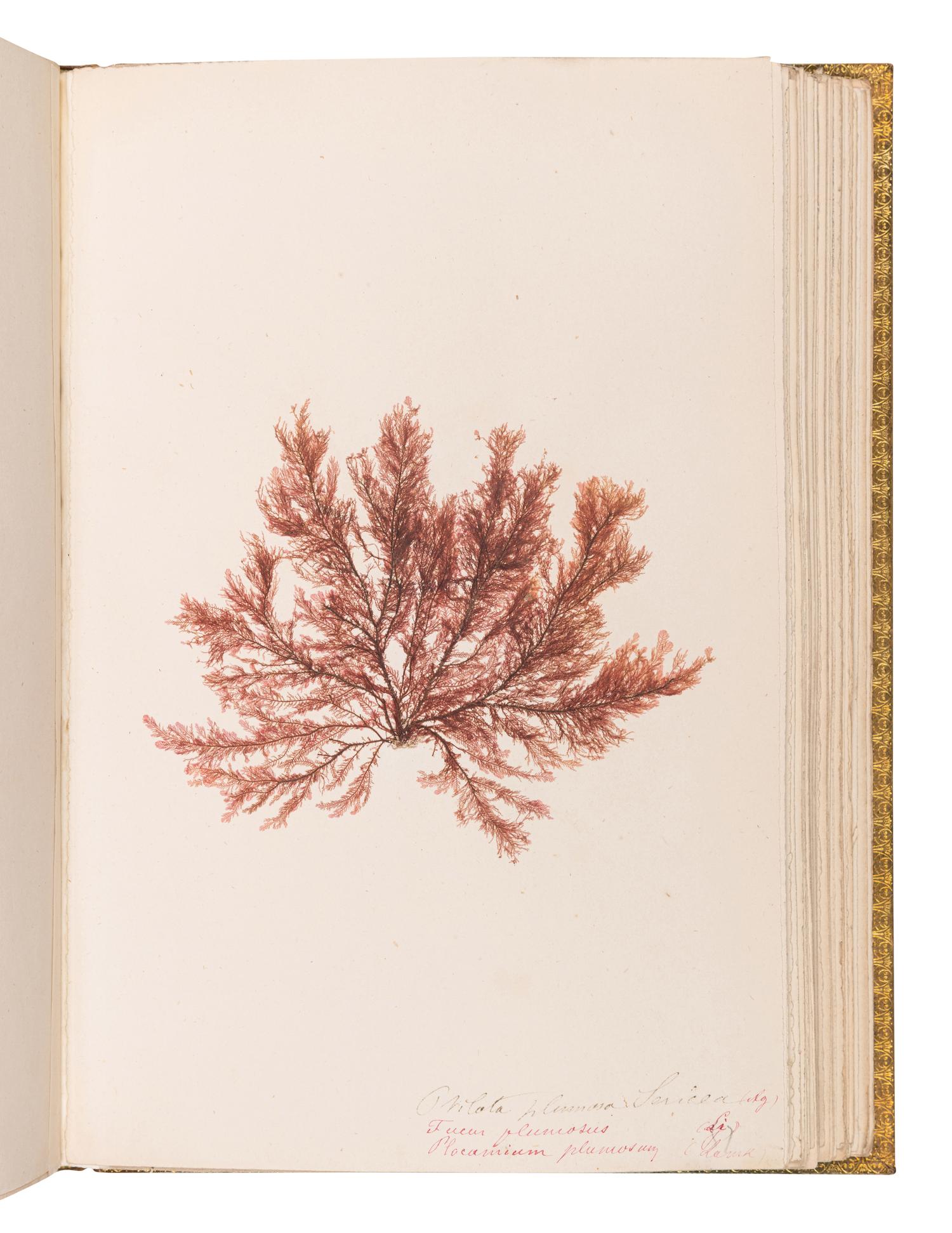 [SPECIMEN ALBUM - ALGAE]. Spine title: "Algues Cotes de Bretagne." Bretagne, ca 1850.