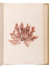 [SPECIMEN ALBUM - ALGAE]. Spine title: "Algues Cotes de Bretagne." Bretagne, ca 1850.