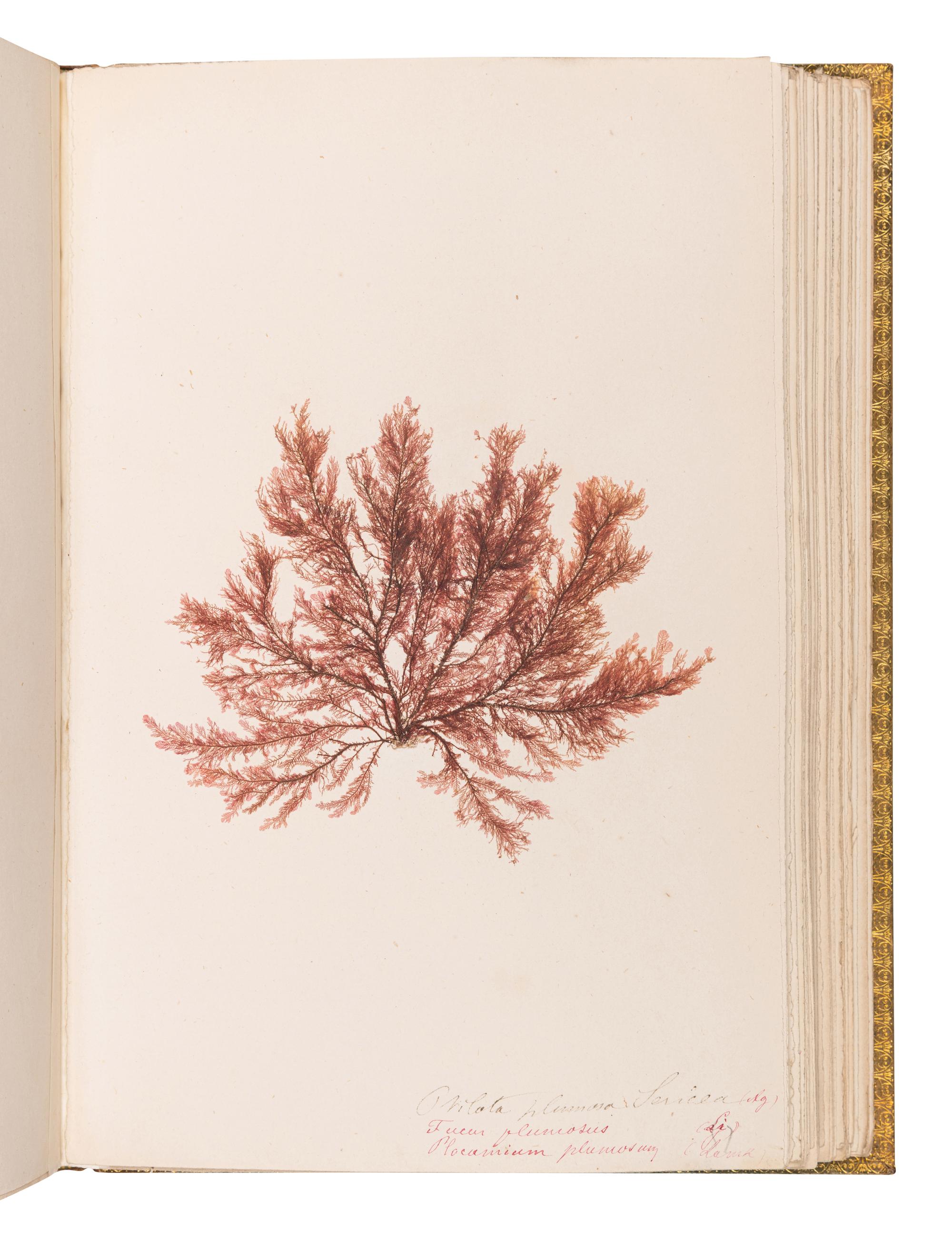 [SPECIMEN ALBUM - ALGAE]. Spine title: "Algues Cotes de Bretagne." Bretagne, ca 1850.