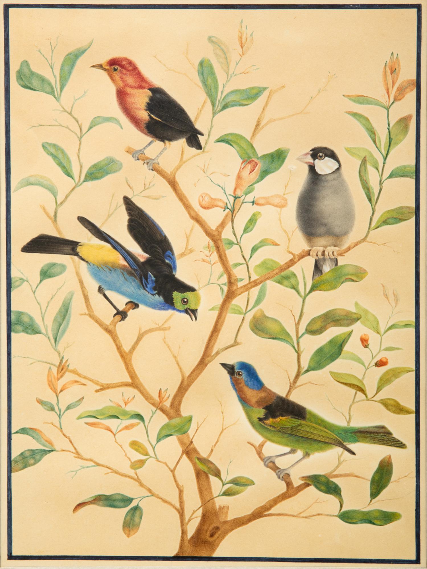 A Group of Three Framed Gouache Illustrations of Birds