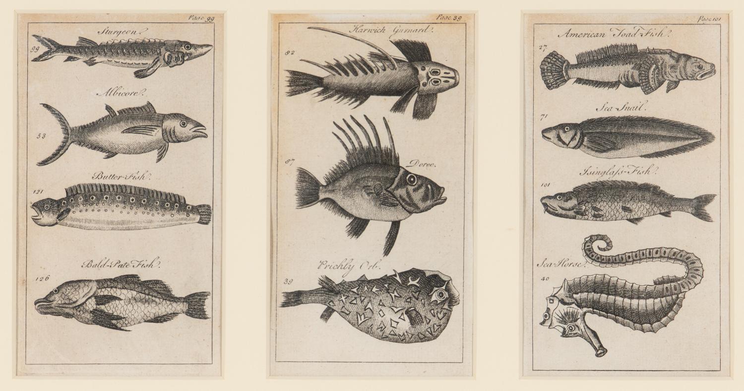 A Set of Seven Framed Groups of Ichthyological Engravings