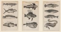 A Set of Seven Framed Groups of Ichthyological Engravings