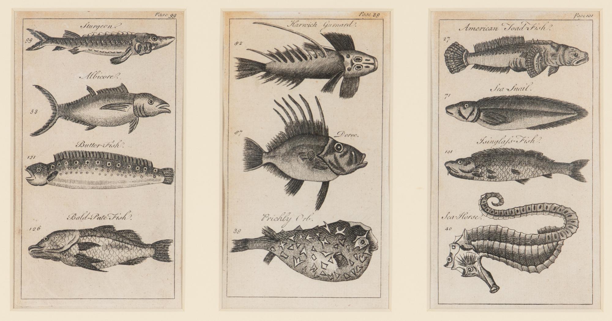 A Set of Seven Framed Groups of Ichthyological Engravings